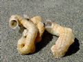Serpulorbis&nbsp;arenaria